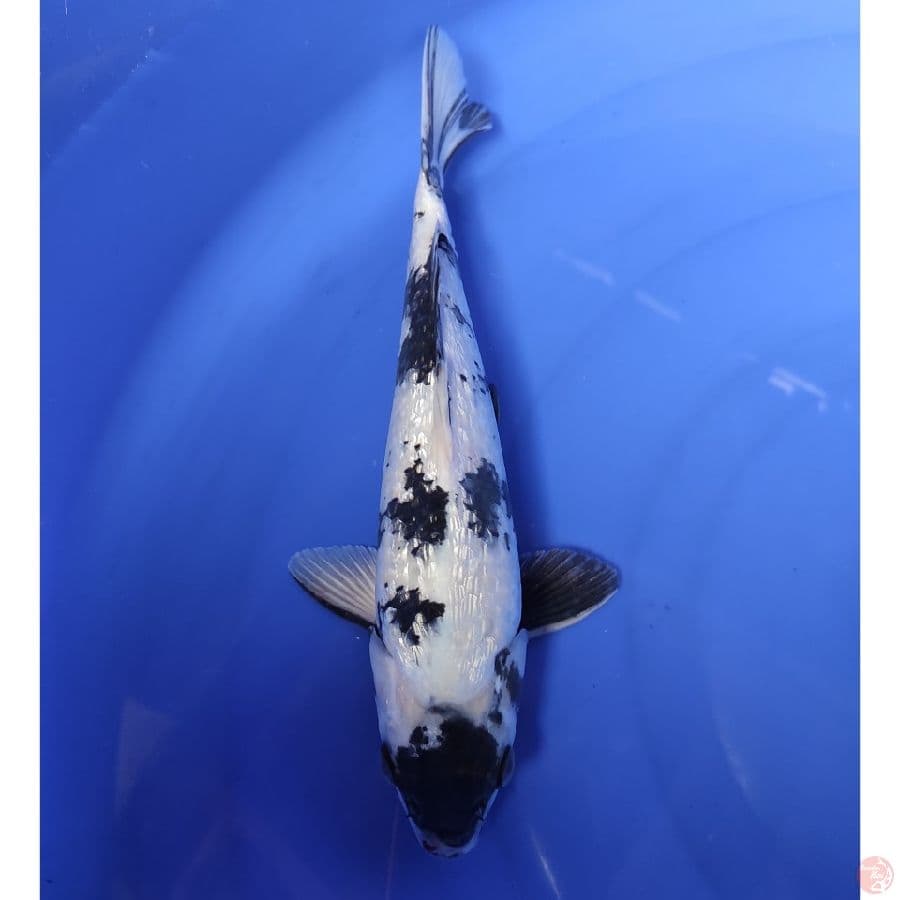 KIN SHIRO GINRIN 30CM