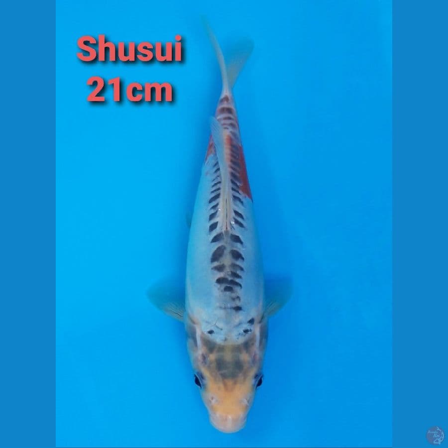 F1 KAWAKAMI SHUSUI 21CM