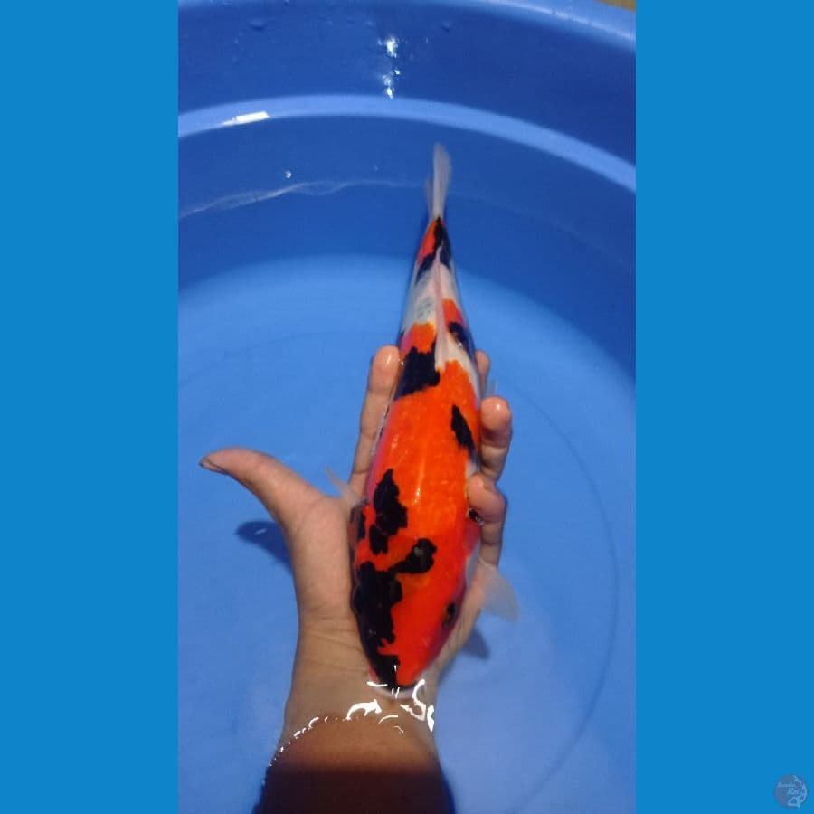 showa 32cm