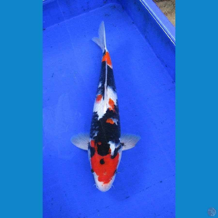 showa sansoku ±38cm stronge