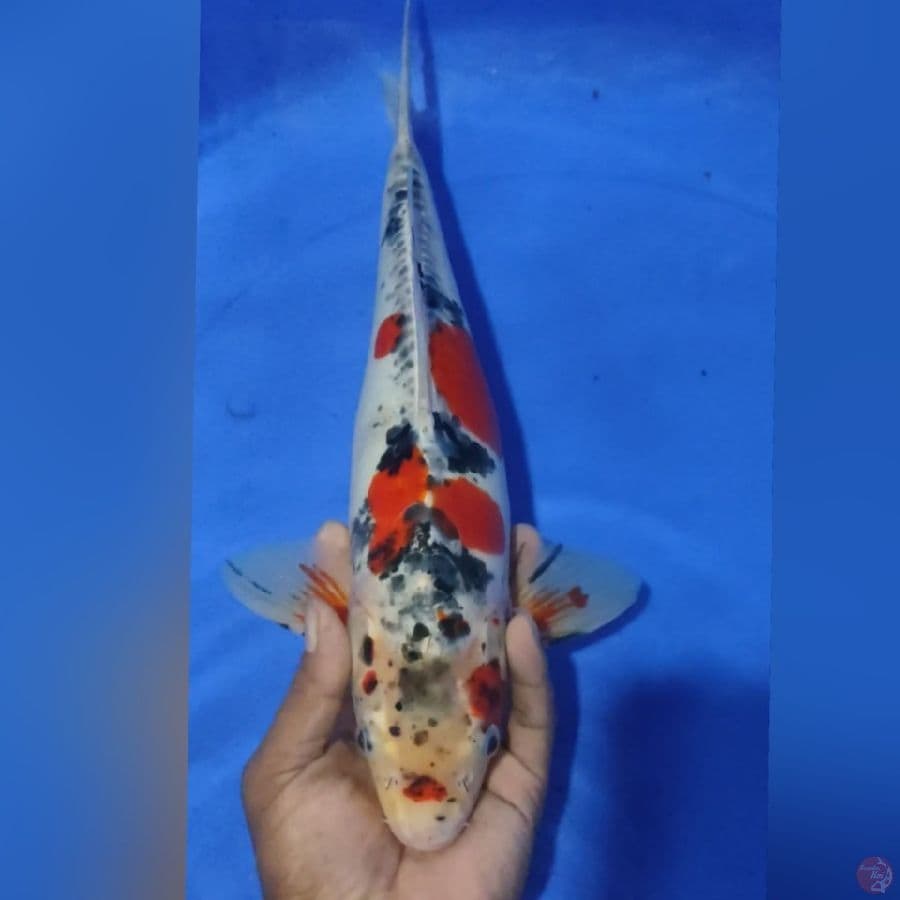 BENIKIKURIYU 37CM