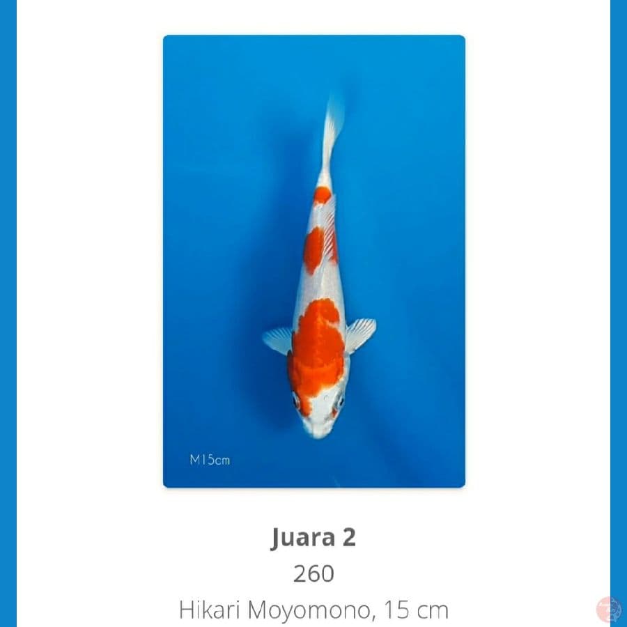 kohaku hikari SQ 20bu