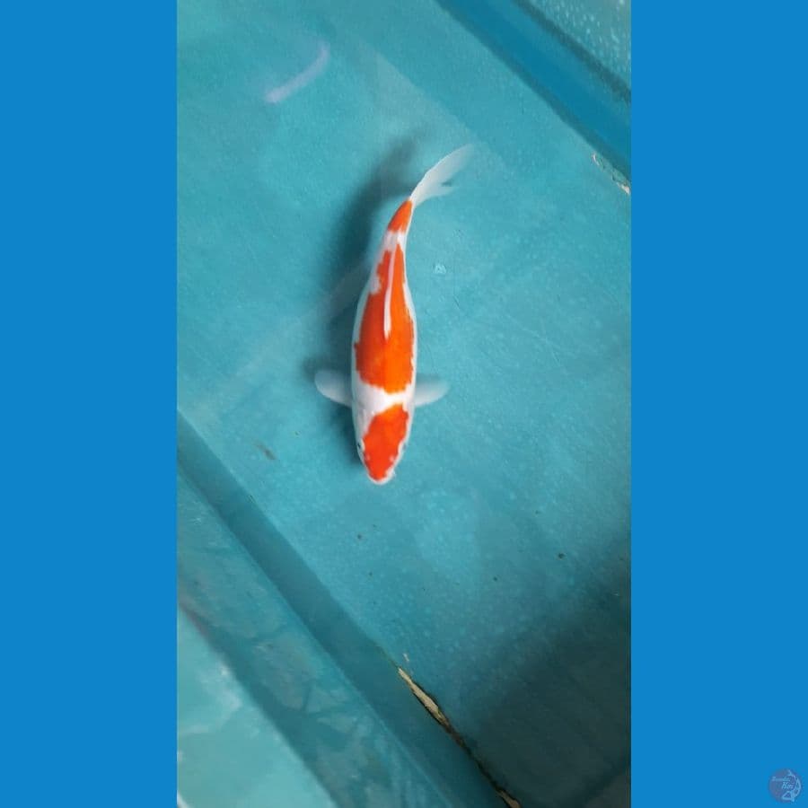 Maruten Kohaku 30 cm