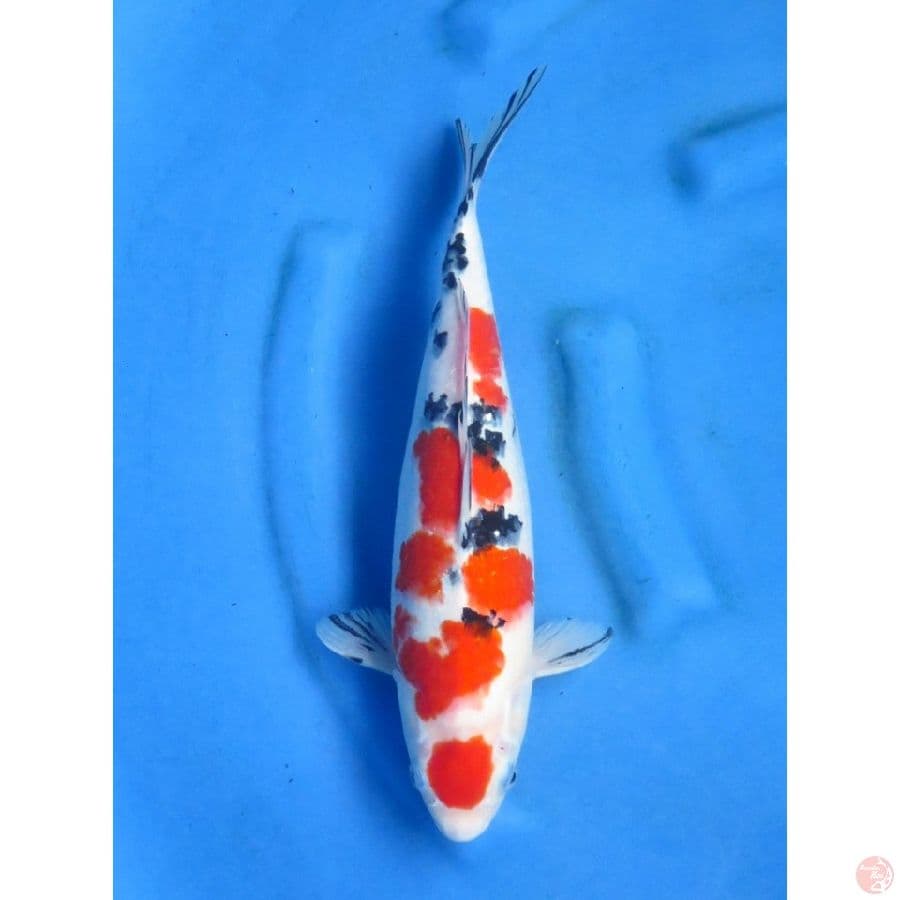37cm , Super Ori - Red Taisho Sanke - Fml
