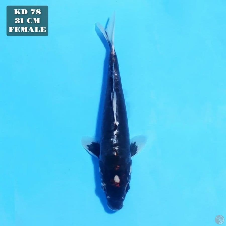 kumonryu 31cm female