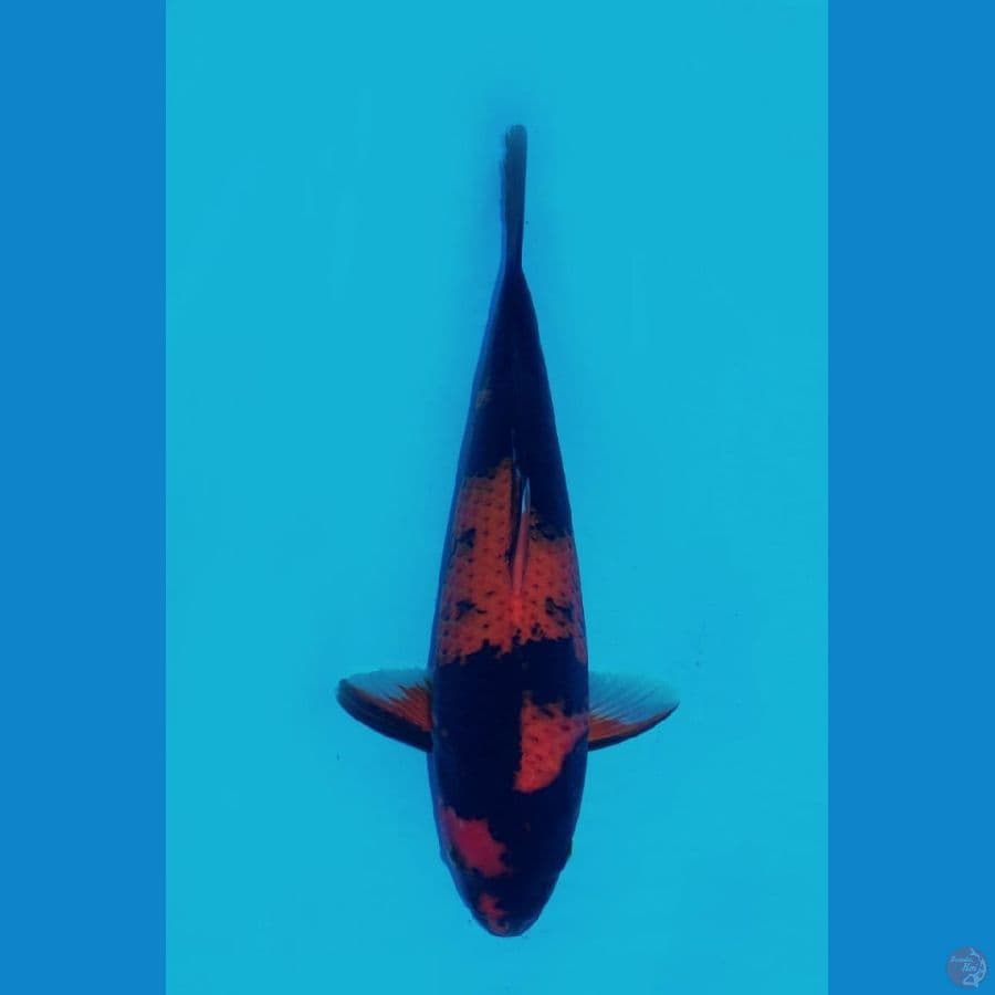 hiutsuri