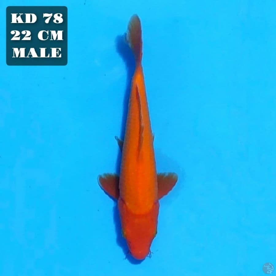 aka hajiro 22cm male