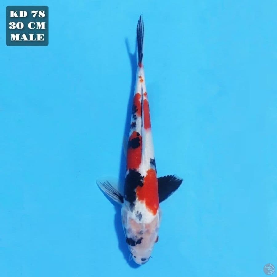 showa 30cm male