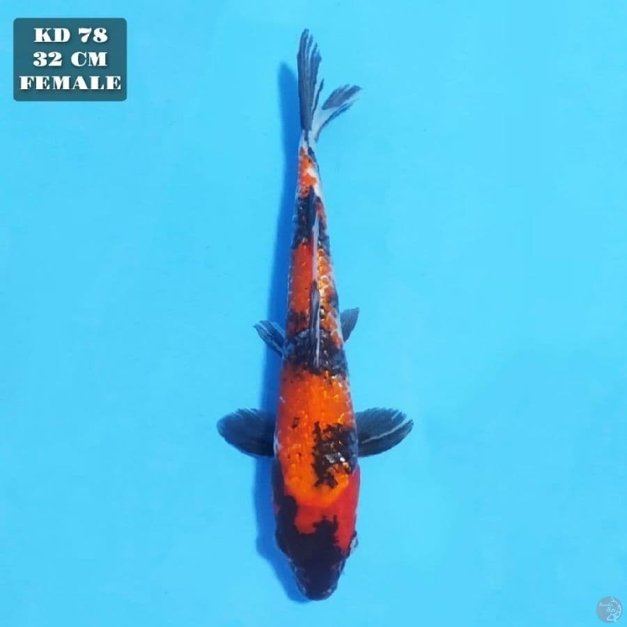 showa ginrin 32cm female