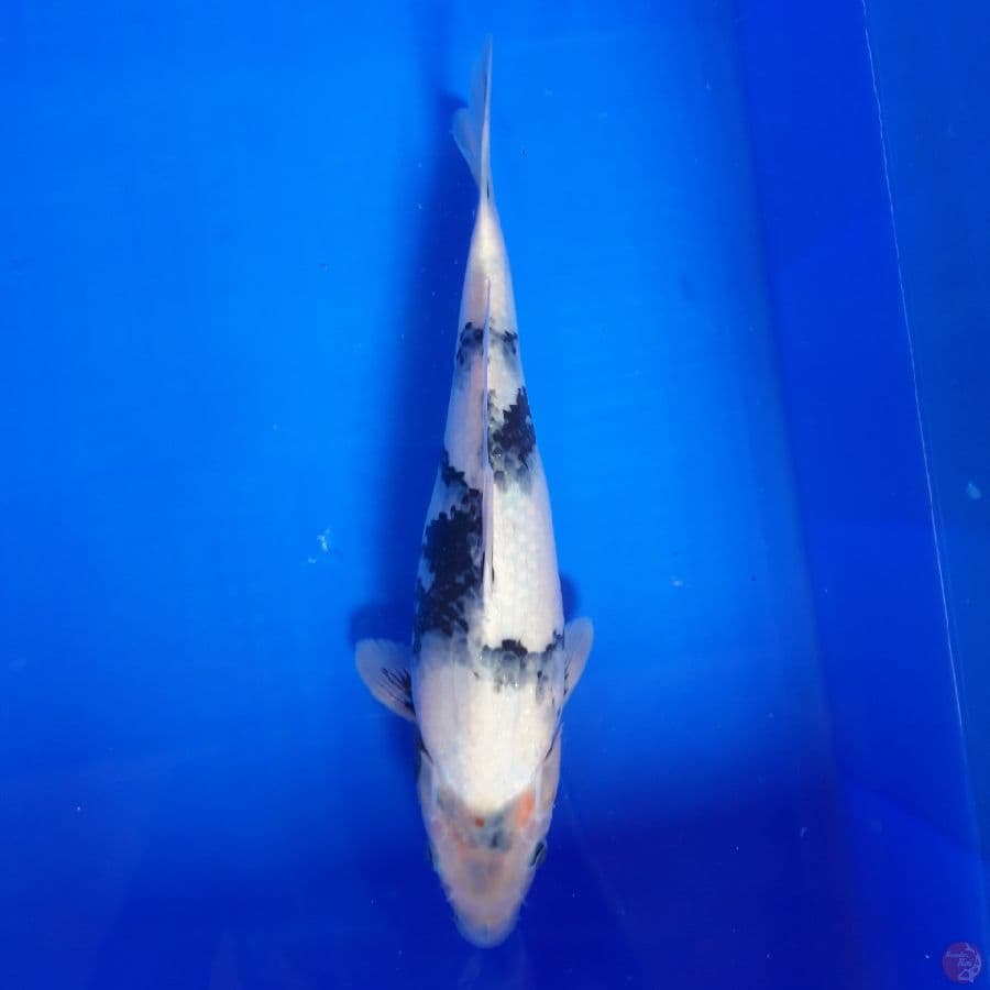 Shiro 32cm