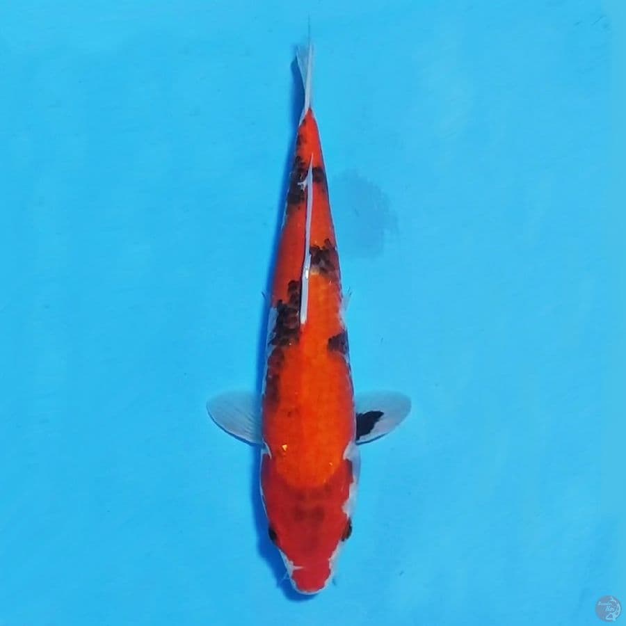 showa 31cm female