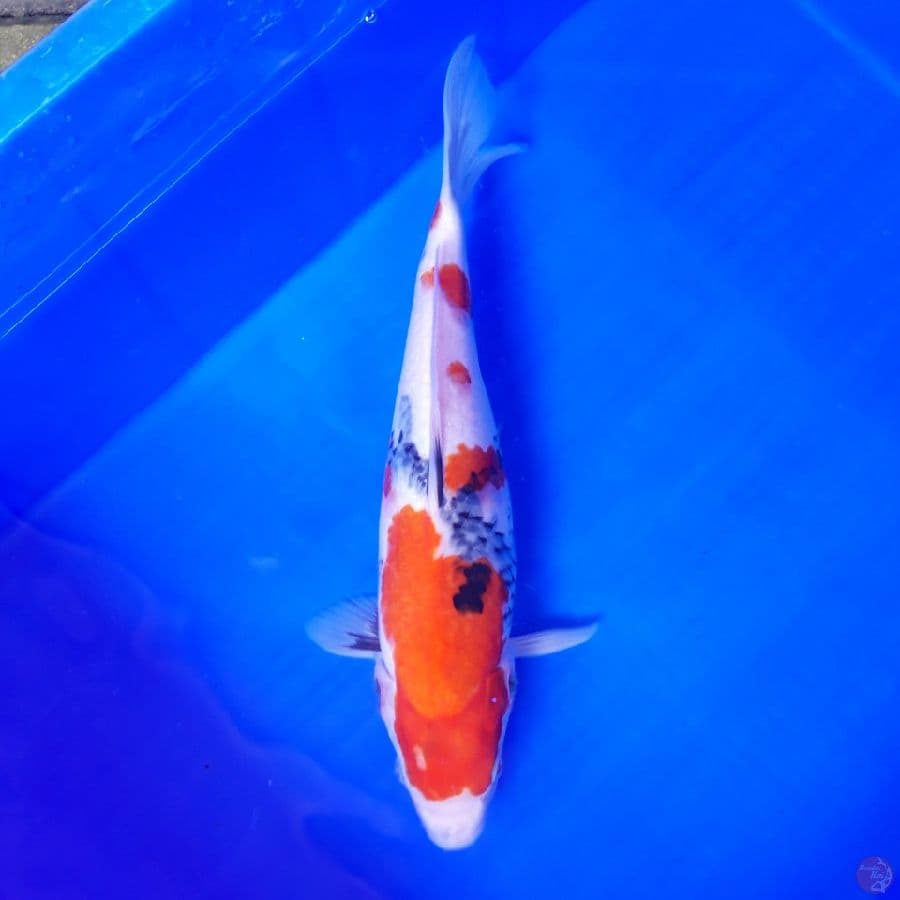 Showa 38cm
