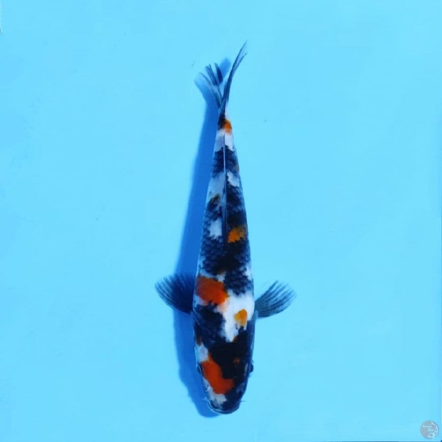 maruten kindai showa 20cm male