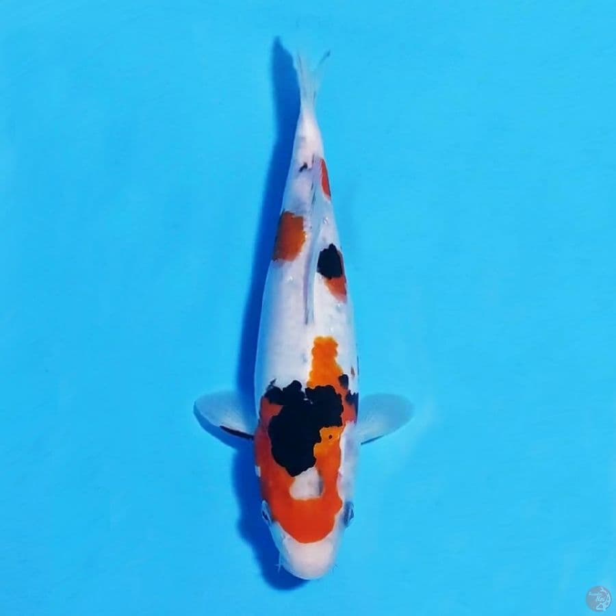 doitsu sanke 26cm female