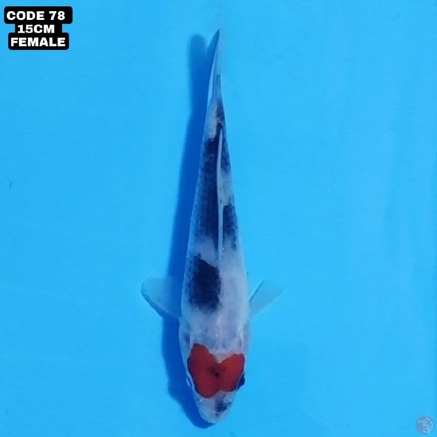 tancho showa 15cm female