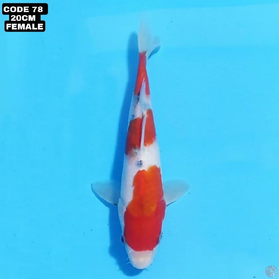 showa tategoi 20cm female