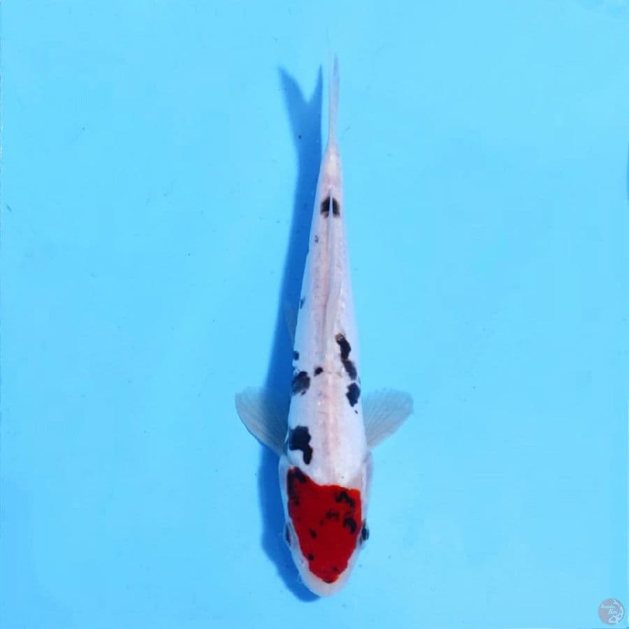 tancho benikumon 23cm male