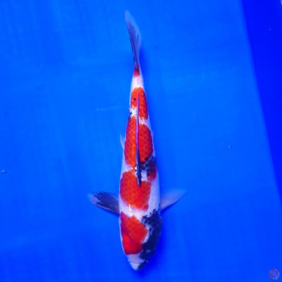 Showa Ginrin 24cm
