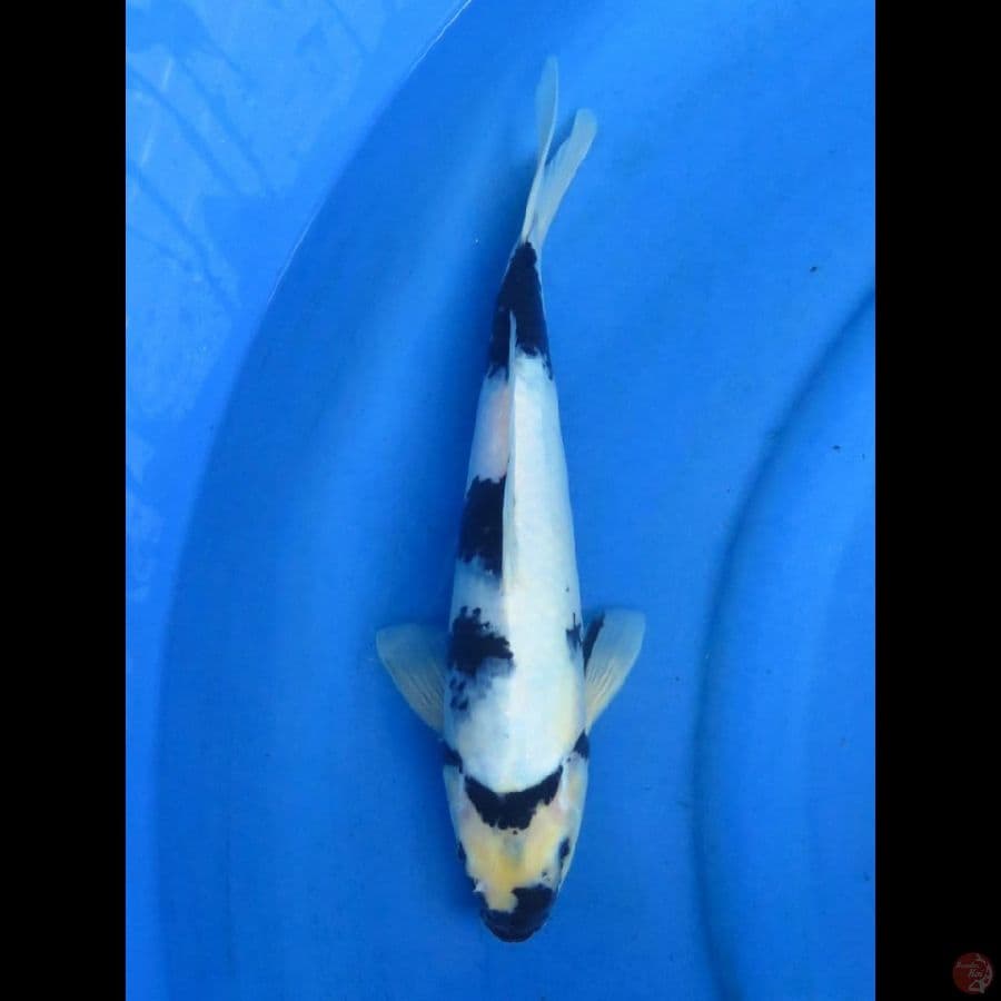 SHIRO, 30CM