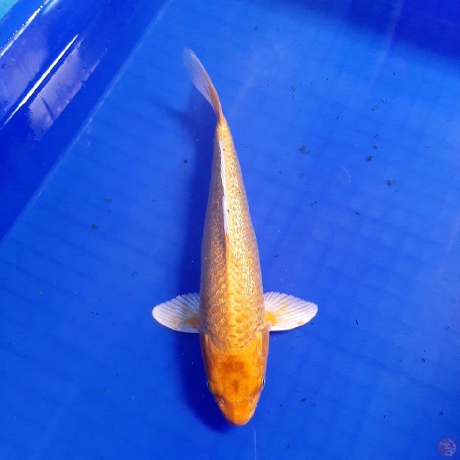 Ogon-25cm (Uncek)