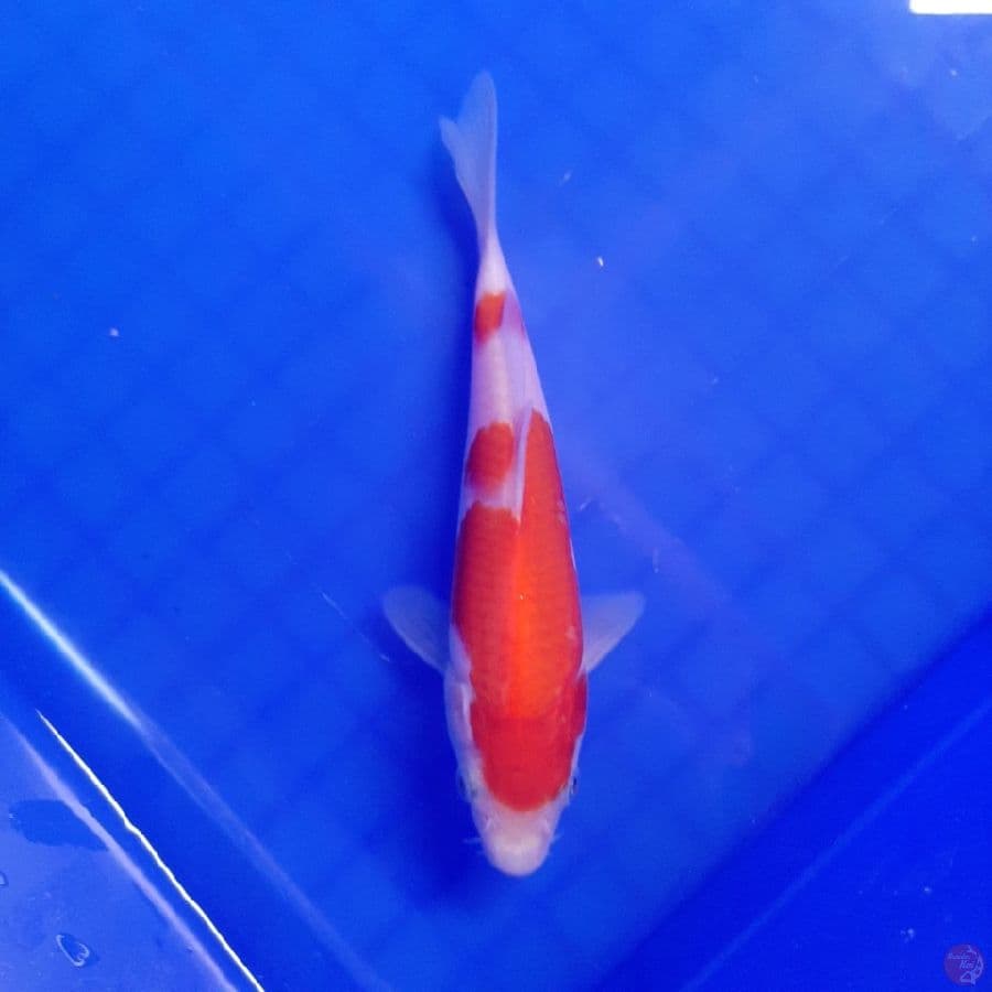 Kohaku 14cm (Joss)