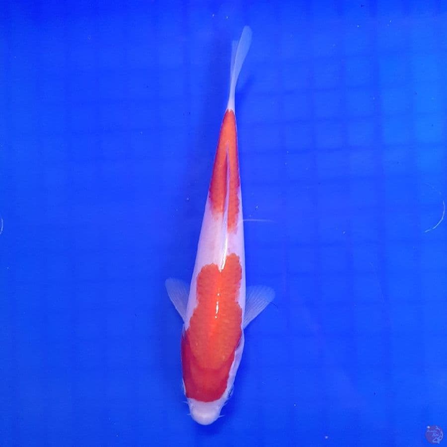 Kohaku 20cm (Joss)