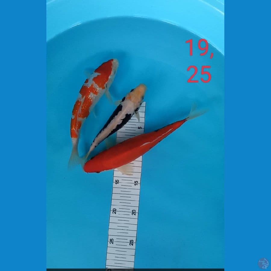 mix kohaku kumonryu 19,25cm