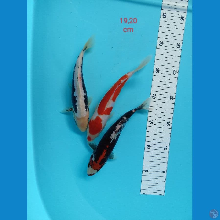 mix doitsu 19,20cm