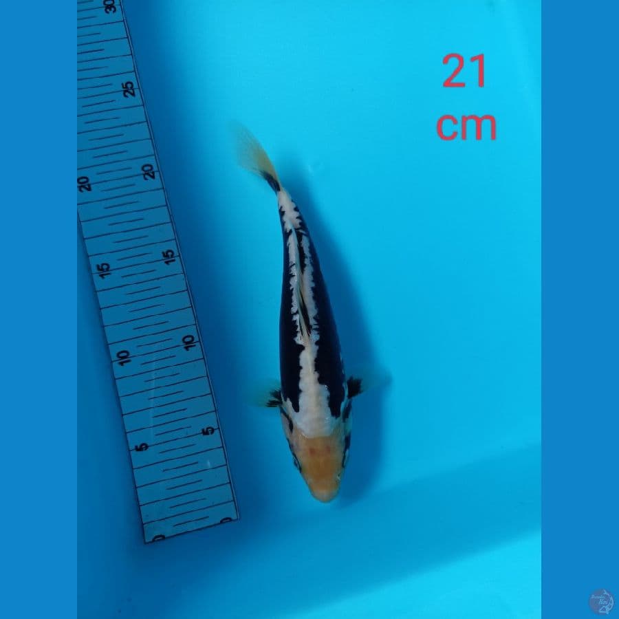 kumonryu 21 cm