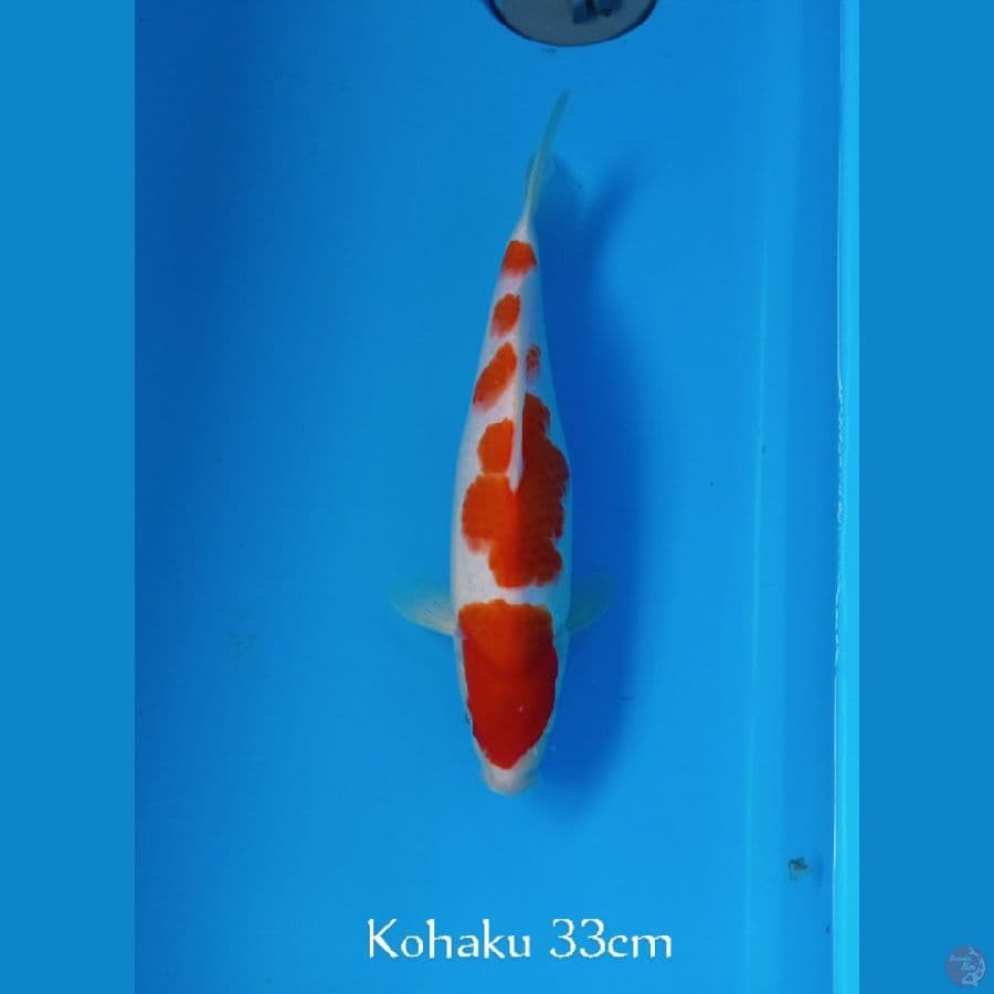 KOHAKU STRONG 33cm