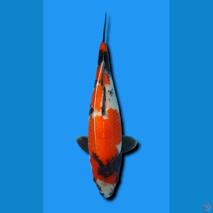 SHOWA SANSHOKU 37JANTAN BODY TORPEDO BERPUNUK