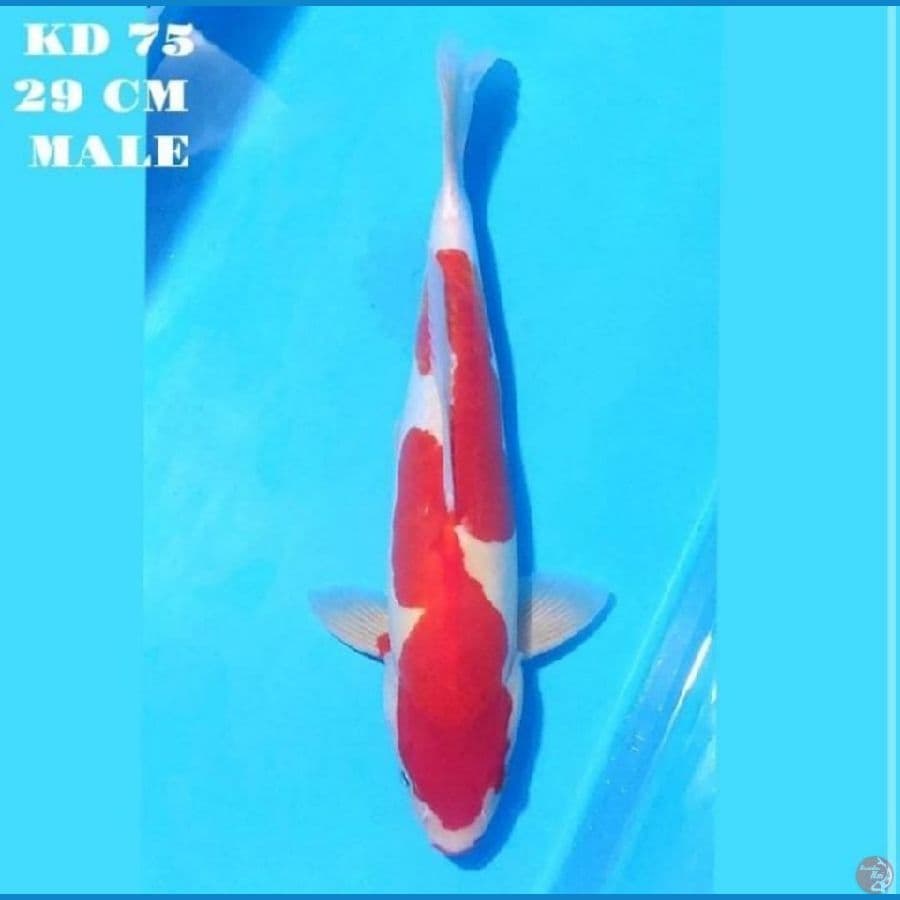 DOITSU MURNI KOHAKU INAZUMA ORIGINAL 29 CM MALE