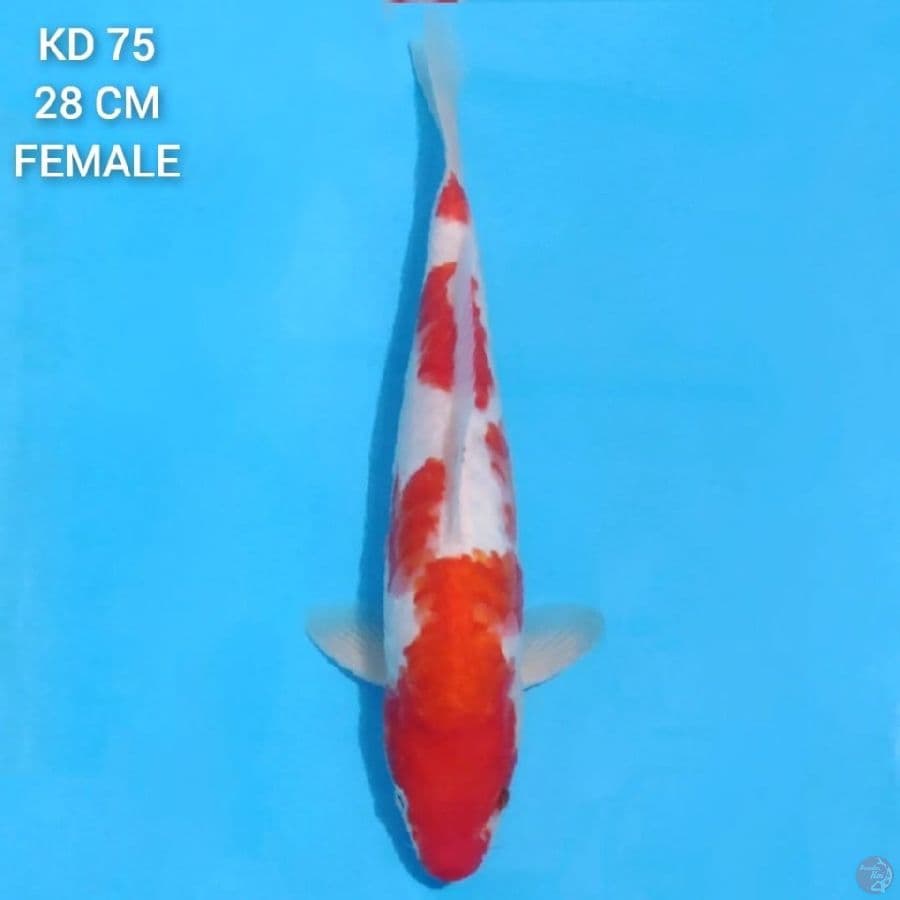 DOITSU ARAGOKE 28 CM FEMALE