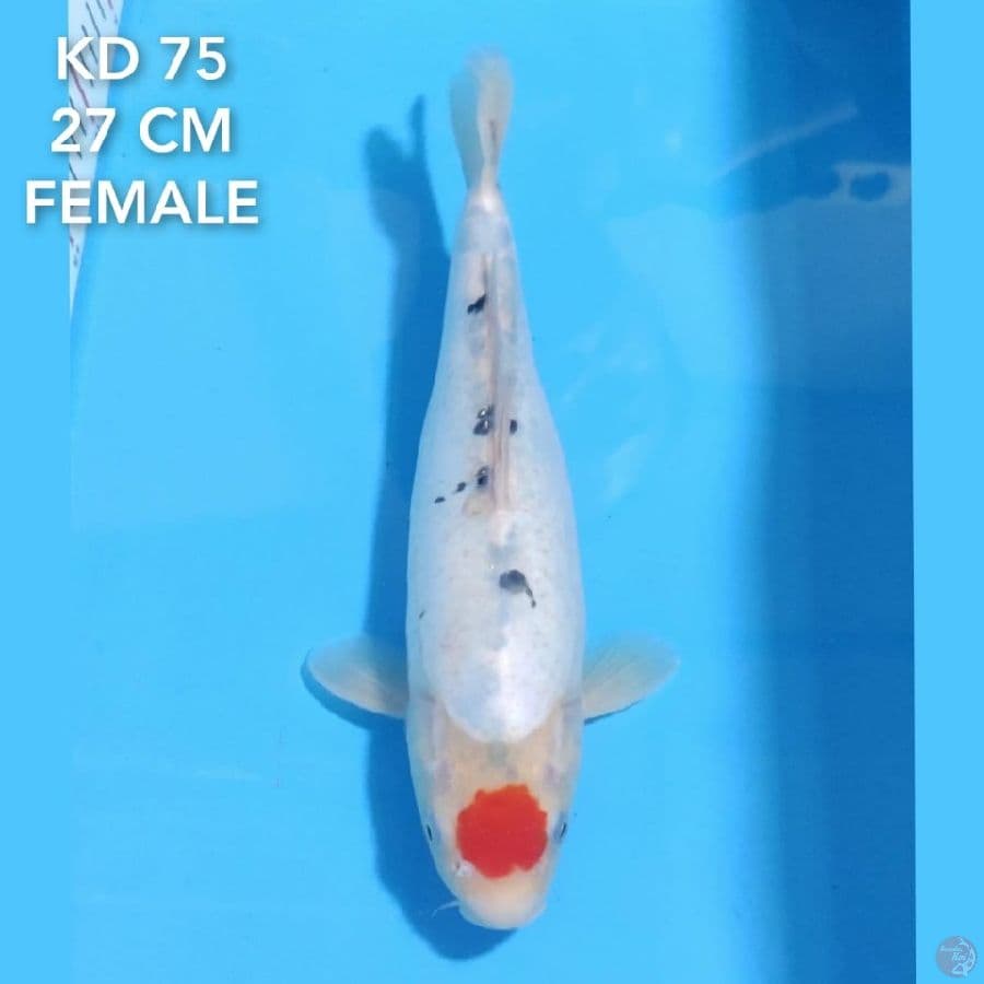 TANCHO DOITSU SANKE ORIGINAL 27 CM FEMALE