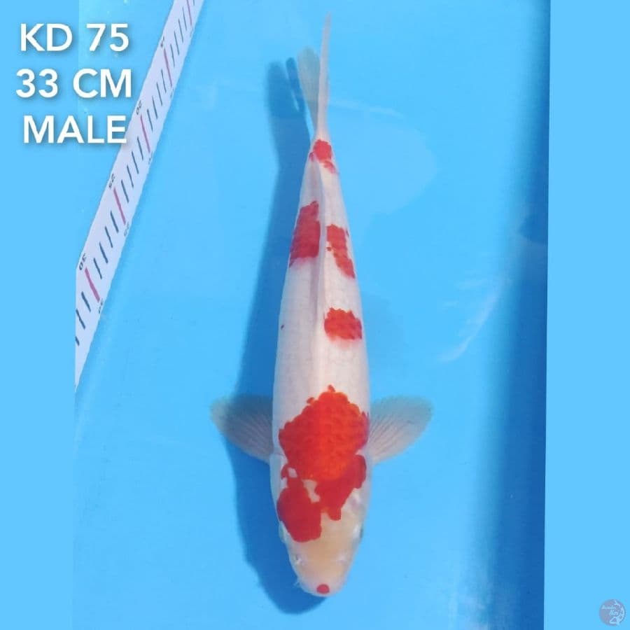 KUCHIBENI KOHAKU TULANG BESAR 33CM MALE