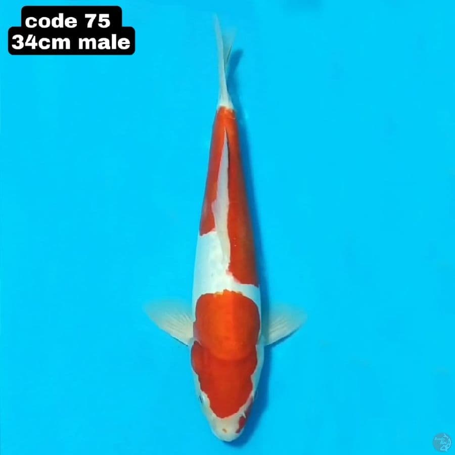 DOITSU KOHAKU MURNI 34 CM MALE