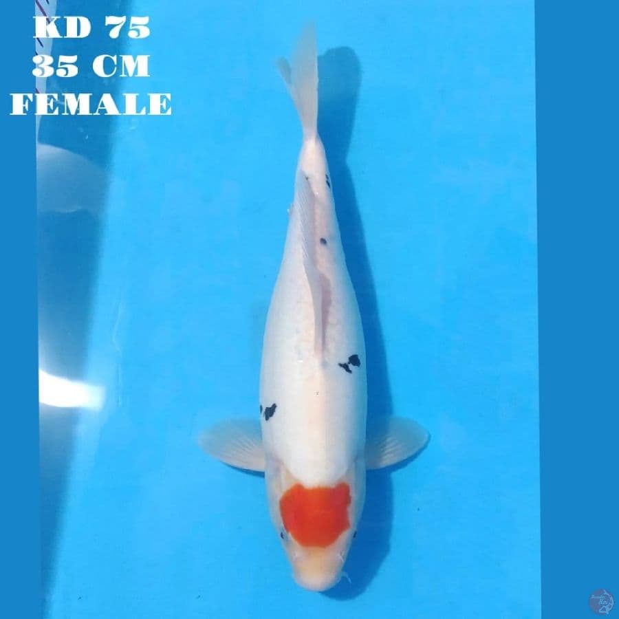 TANCHO DOITSU MURNI 35 CM FEMALE