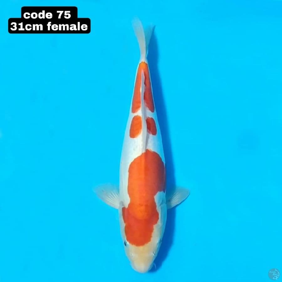 DOITSU KOHAKU 31 CM FEMALE