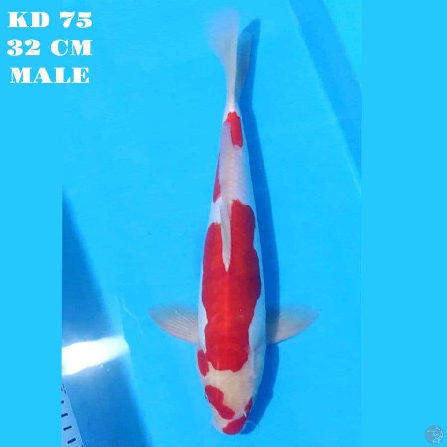 DOITSU MURNI ORIGINAL 32 CM MALE
