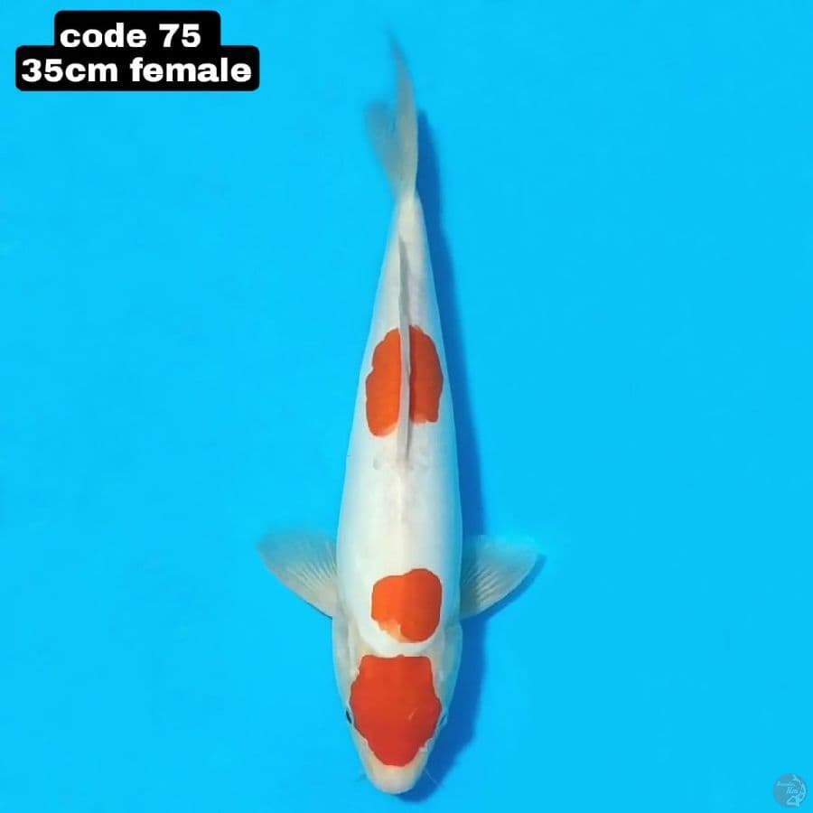 DOITSU KOHAKU 35 CM FEMALE