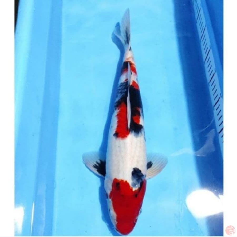 SHOWA GOOD QUALITY STRONG 42 CM MALE