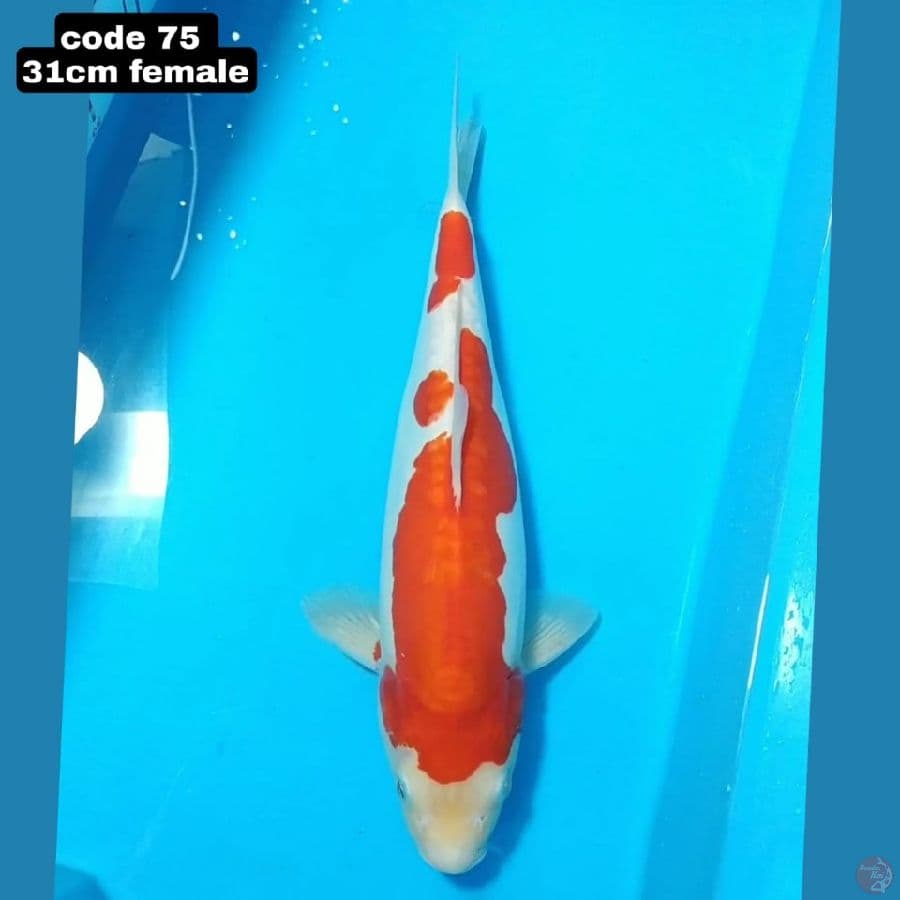 DOITSU KOHAKU 31 CM FEMALE
