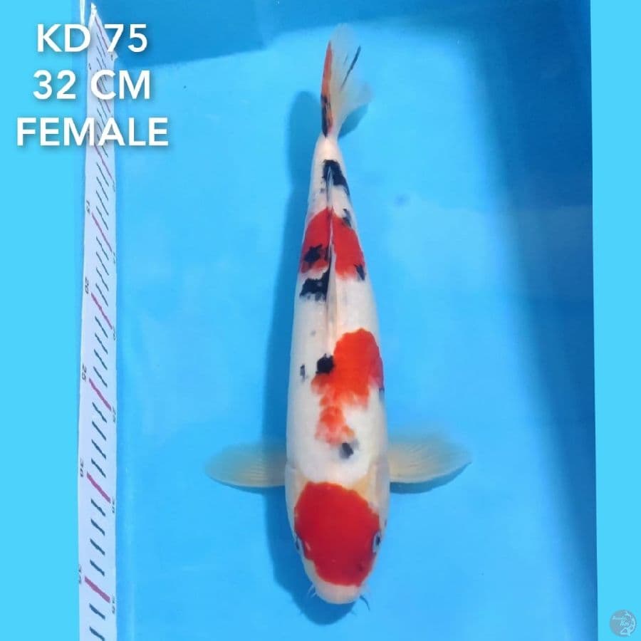 MARUTEN SANKE 32 CM FEMALE