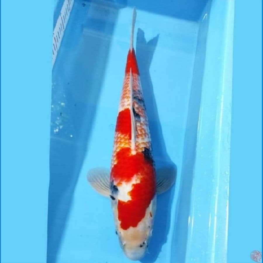 KANOKO SHOWA LANGKA 47CM FEMALE
