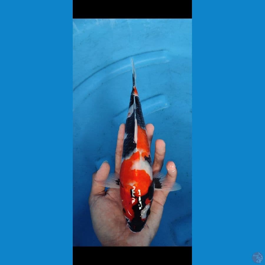 showa shansoku original,, 28 cm