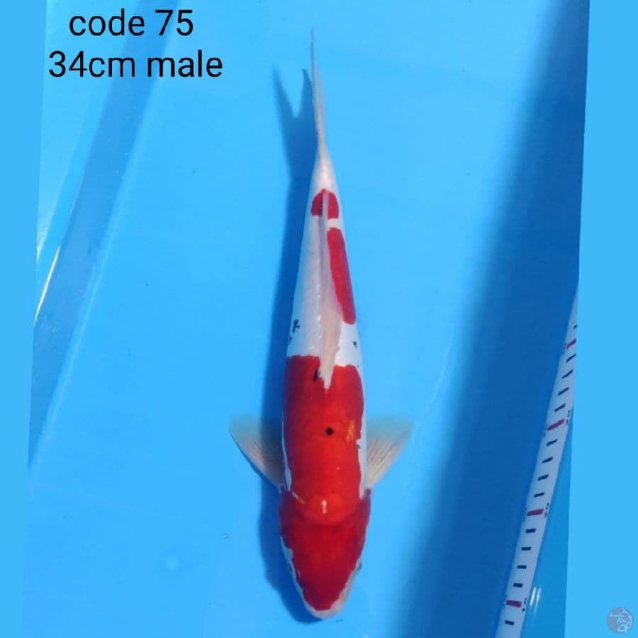 DOITSU SANKE 34 CM MALE