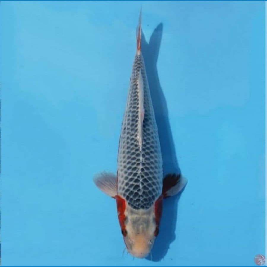 KONJO ASAGI SQ JARING NET RAPI 41 CM FEMALE