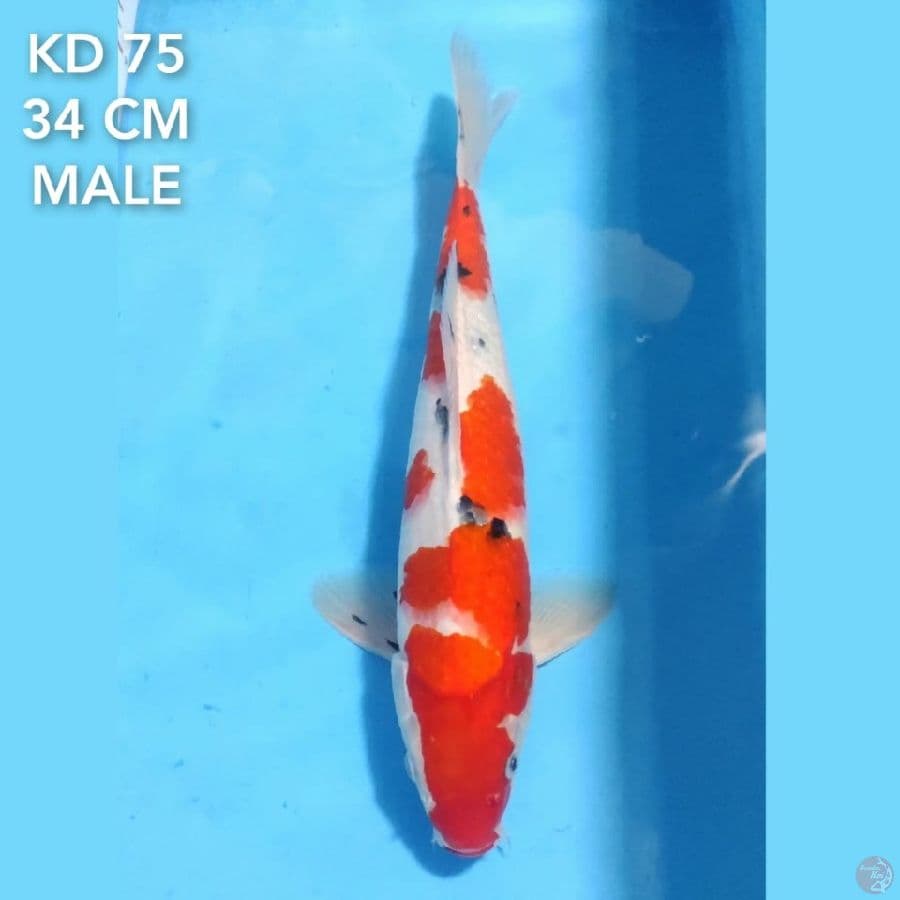 SANKE 34 CM MALE