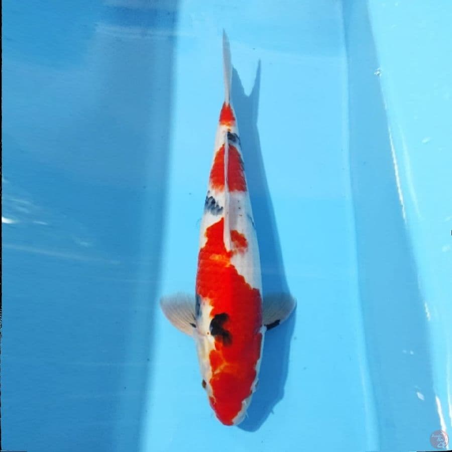 TAISHO SANKE 38CM MALE