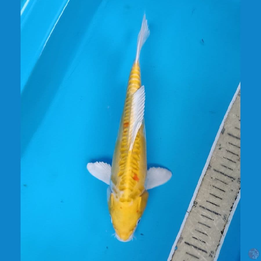 ogon doitsu halus 25an cm